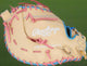 Rawlings Heart of the Hide PRODCTSB-10CCB 13" Fastpitch Firstbase Mitt